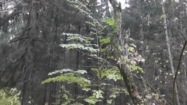 Лосино Островский 2 смотреть онлайн