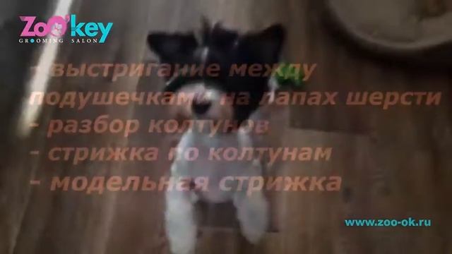 Работа мастера ZoO`key Елены Политк. Стрижка бивера йоркширского терьера.