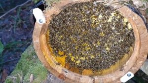УМНАЯ КОЛОДА В ДЕЛЕ, продуктивная добыча дикого мёда в колоде.