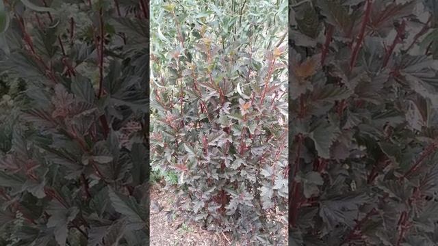 Пузыреплодник Ред барон. ЛПХ "Хочу свой сад" смотреть онлайн