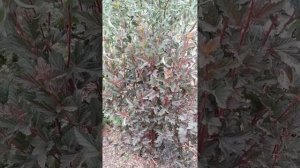 Пузыреплодник Ред барон. ЛПХ "Хочу свой сад"