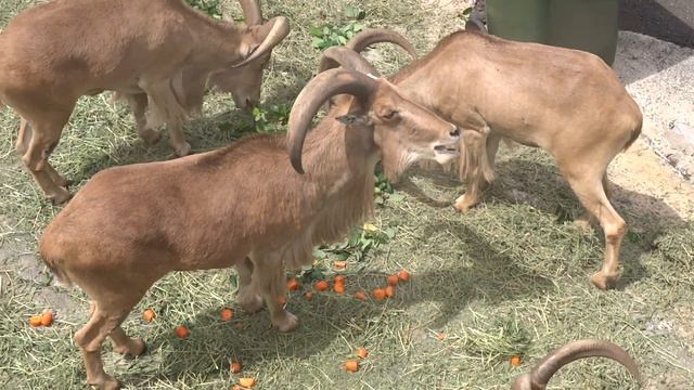 Barbary Sheeps Taronga Zoo Sydney Australia - Sheep Goats Sydney Australia Taronga Zoo смотреть онлайн