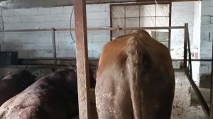 Забой бычков на мясо, считаем прибыль за 6 месяцев откорма быков и расходы .