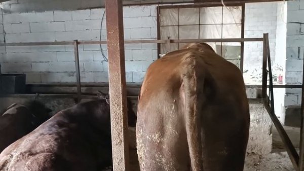 Забой бычков на мясо, считаем прибыль за 6 месяцев откорма быков и расходы .