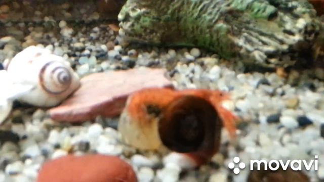 карликовый мексиканский рак с икрой смотреть онлайн