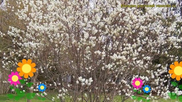 Ирга канадская. Краткий обзор, описание характеристик, где купить саженцы, крупномеры