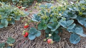 Ремонтантный сорт клубники Крапо 10