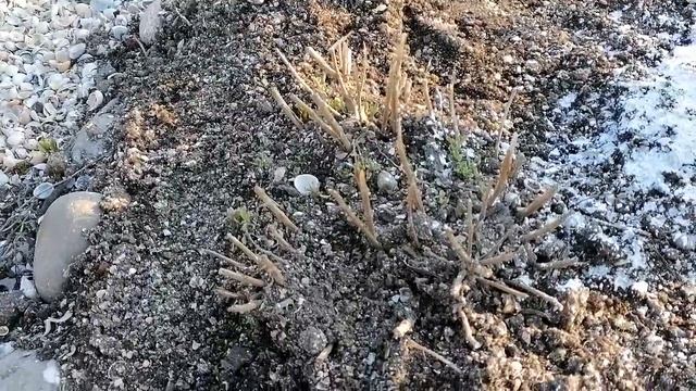 ДОМ НА ЮГЕ,.ПОСЛЕДНИЙ ДЕНЬ ЗИМАМАРТА. Переезд на Юг. смотреть онлайн