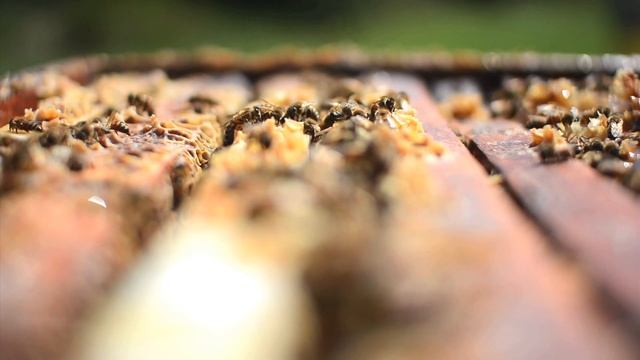 Honeybee deaths prompt class-action lawsuit смотреть онлайн