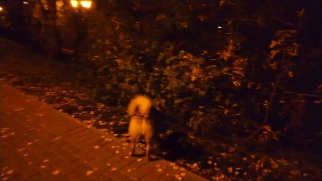 КАРЕЛО-ФИНСКАЯ ЛАЙКА. ПЛЮСЫ И МИНУСЫ. смотреть онлайн