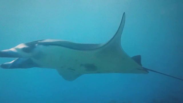 Різноманітність різнокольорових морських риб в океані, заспокійлива музика та океанські пейзажі смотреть онлайн