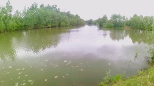 Рыболовные места моего детства. Протока реки Обь рядом с г. Барнаул. Ловится лещ карась плотва.