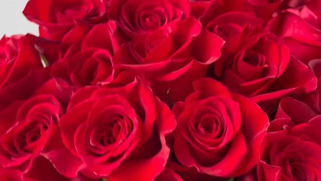 Букет из 25 эквадорских роз Сен-Кирен смотреть онлайн