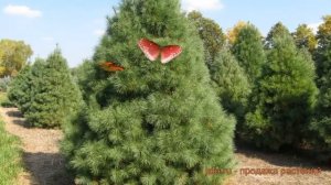 Сосна веймутова (pinus strobus) ? веймутова сосна обзор: как сажать, саженцы сосны