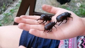 Жук носорог.