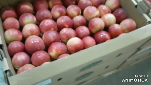 Яблоки Гала смотреть онлайн