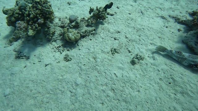 иглобрюхи лежат скат летит