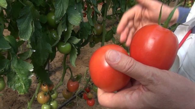 Томат F1 Манон. смотреть онлайн