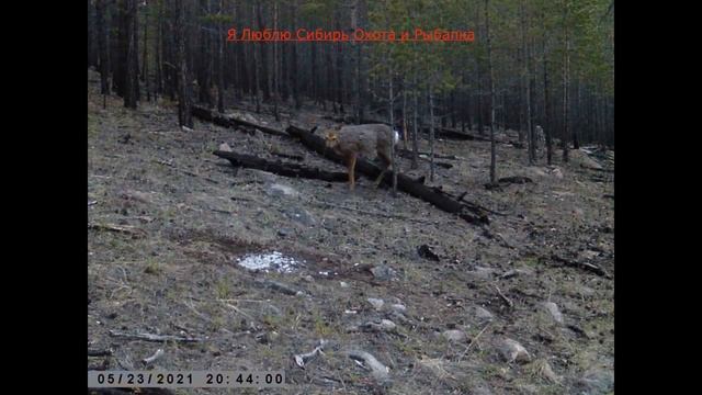 МОЛОДАЯ САМКА СИБИРСКОЙ КОСУЛИ ПРИШЛА НА СОЛОНЕЦ ТИХАЯ ОХОТА смотреть онлайн