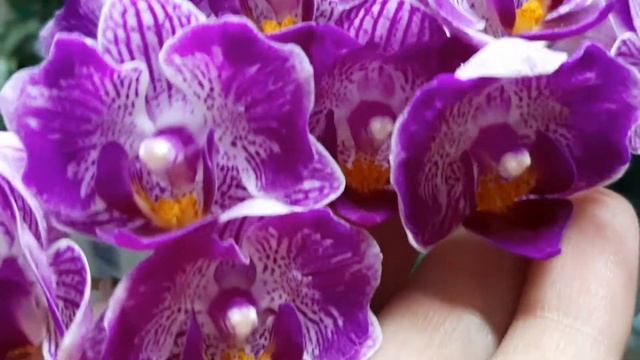 БАБОЧКА СОГО ВИВЬЕН (Sogo Vivien Peloric)