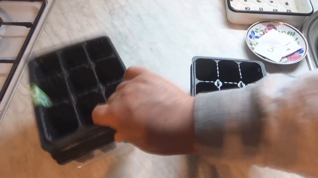 Когда и как сеять пеларгонию (герань) семенами. Сорта герани. Обработка семян герани перед посевом смотреть онлайн