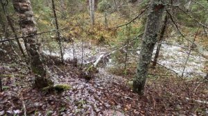 ОХОТА НА ЗАЙЦА С РУССКОЙ ГОНЧЕЙ, гон послушали  #охотаназайца#hunting