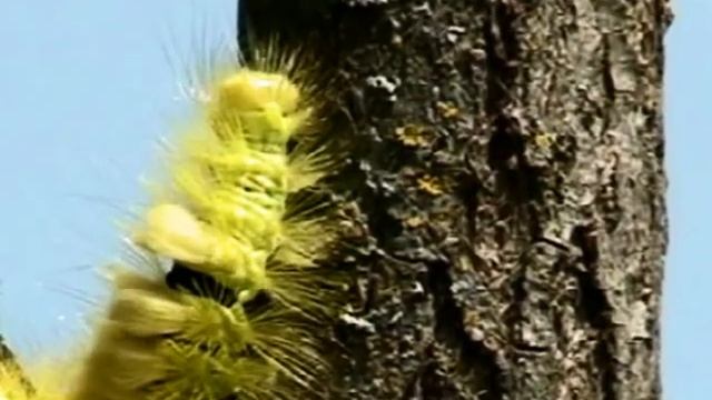 ГУСЕНИЦА ЖЕЛТАЯ смотреть онлайн