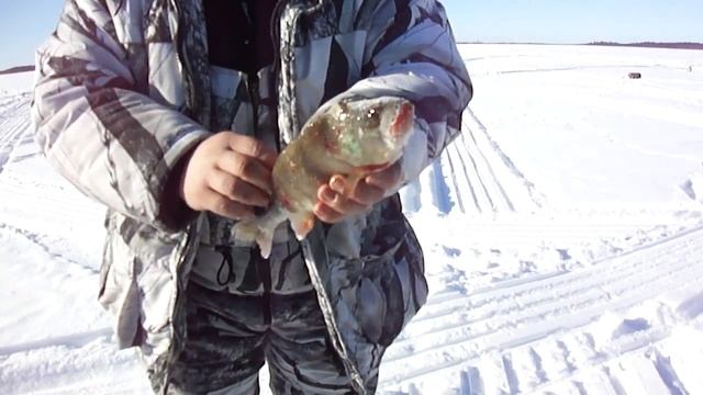 Разделка ОКУНЯ Филе1мин. ОЗЕРА ХМАО ЗИМА Perca fluviatilis смотреть онлайн