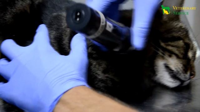 Переливание крови у питомцев смотреть онлайн