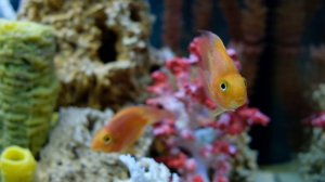 Рыбы попугаи в псевдоморском аквариуме