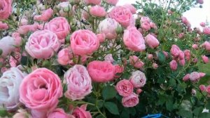 Розы флорибунда. Pomponella (Помпонелла)