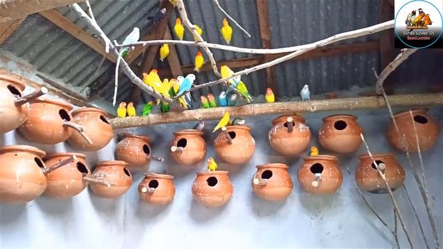 Lovebirds, cockatiel, java, finch, diamond dove farm in BD/ হিমুর পাখির ফার্ম/ Birds farm in BD?? смотреть онлайн