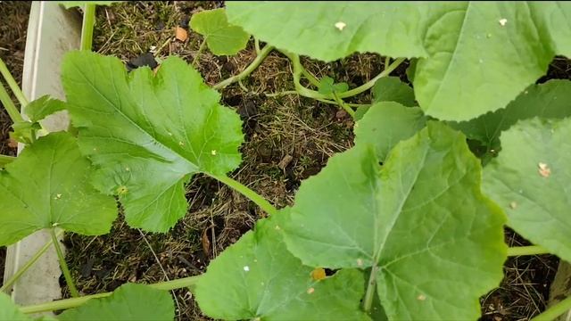 Кабачки/Пустоцвет на Кабачках/Как увеличить урожай/Что делать смотреть онлайн