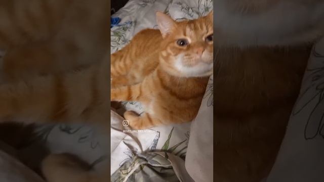 Какова красота, кот Рыжик, животные, музыка