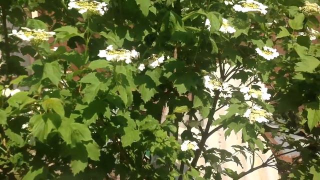 May 29, 2016 Бася. Шашлык. Калина смотреть онлайн