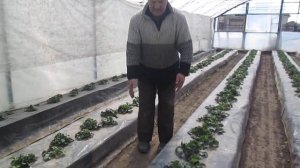 Схема посадки клубники