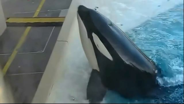 ТІПТІ АКУЛАМЕН КИТТЕРДІҢ ӨЗІ ҚОРҚАДЫ смотреть онлайн