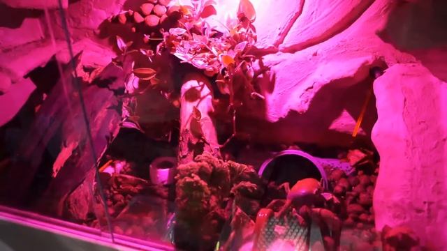 Растения для радужного краба - Селагинелла \\ Crab's plants - Selaginella смотреть онлайн