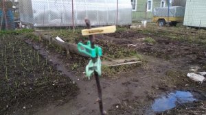 Формировка саженца с помощью прищепки ( бельевой )