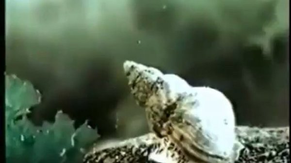 Жизнь моллюсков