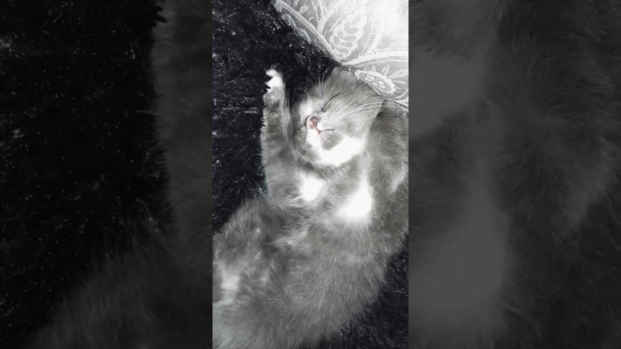 Марта и крепкий сон)#котята #cat смотреть онлайн
