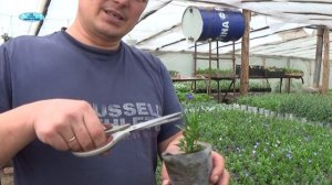 ЛОБЕЛИЯ. ВЫРАЩИВАНИЕ ПО 1 РАСТЕНИЮ В СТАКАНЧИКЕ.