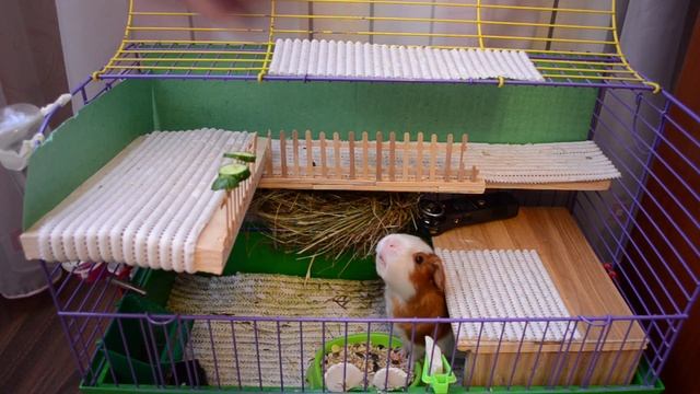 I'm Annoying The Guinea Pig ))) The Guinea Pig Squeaks ? ? ? ? ?