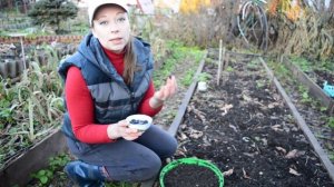 Анемона бланда: посадка и уход