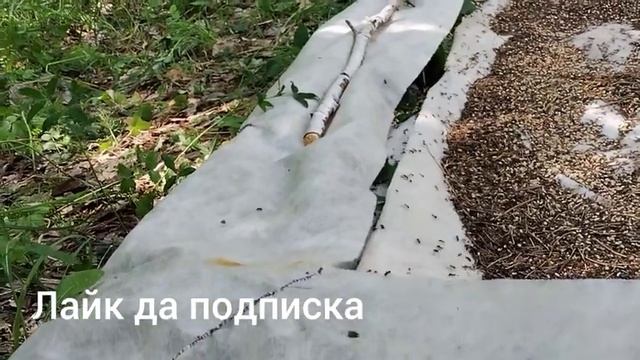 Томлёное яйцо, подсказки .