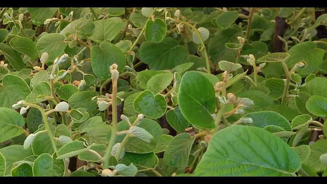 Kiwi Pflanze Actinidia смотреть онлайн