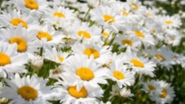 Солнце Летом.видеостих. АЛЕКСАНДР ШАНДР.