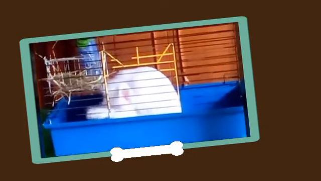 Жизнь кролика в клетке !!! смотреть онлайн