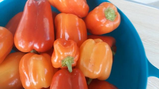 Взвешиваем перец " Пломбир " или "Бланчина". смотреть онлайн