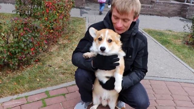 Пемброк vs Кардиган | Сравнение двух пород смотреть онлайн